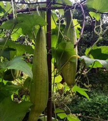 Luffa kitchen Sponge