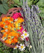 Calendula, Chamomile and Lavender